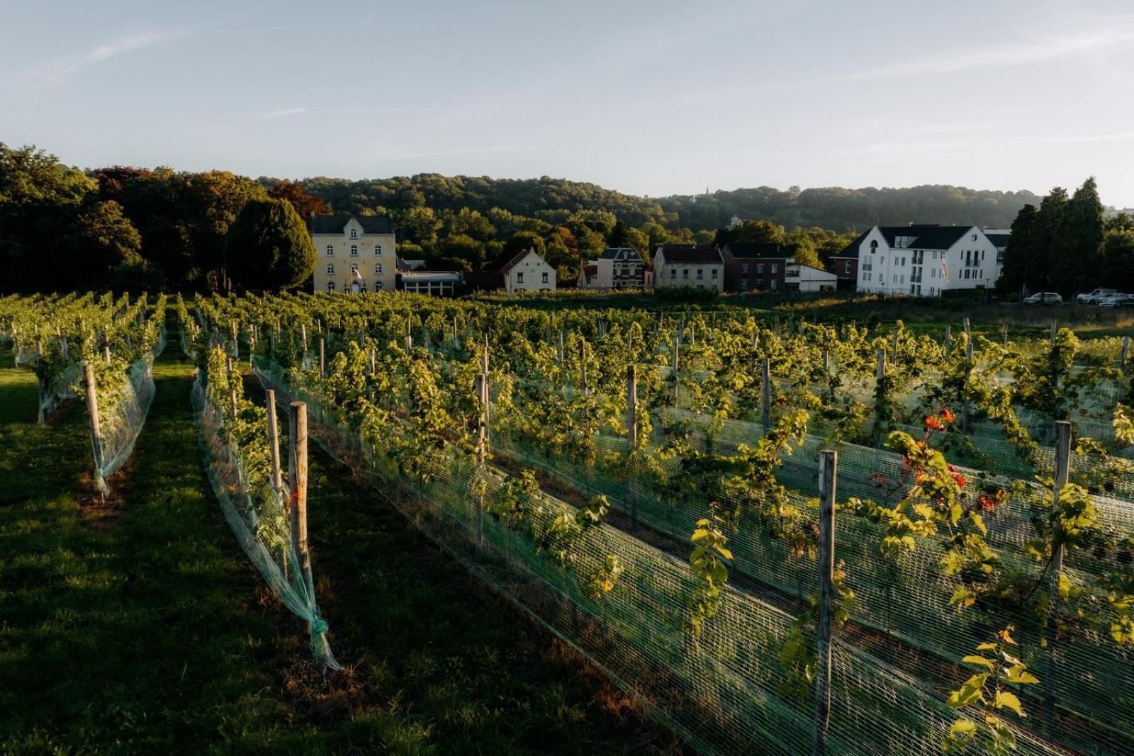 Chateau St Gerlach - Oostwegel Collection, Member Of Relais And Chateaux Valkenburg aan de Geul Esterno foto Vineyards in the Moselle valley
